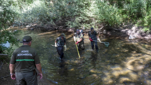 El rescate se ha realizado empleando un equipo portátil de pesca eléctrica.