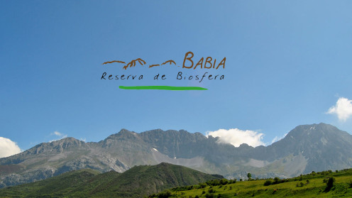 babia copia