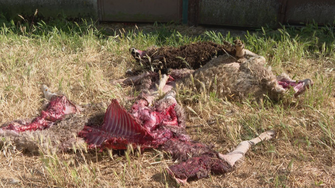 Cadáveres de algunas de las ovejas atacadas por el lobo en la provincia de Salamanca.