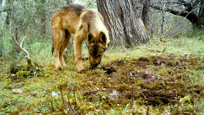 ICAL. Ejemplar de lobo. 