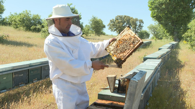 Un apicultor trabajando en su explotación.