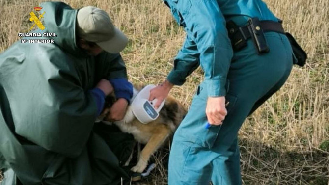 Imagen cedida por la Guardia Civil, momento de la detención.