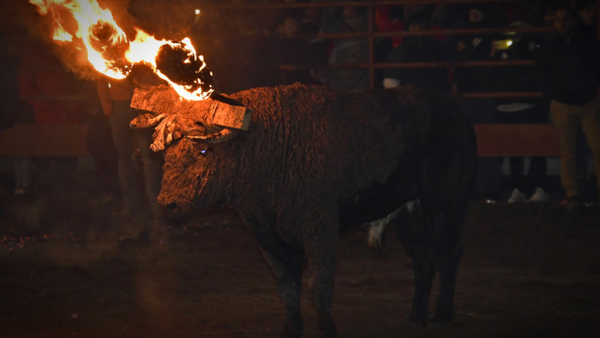 Se exige el reconocimiento de la fiesta del Toro Jubilo como patrimonio cultural. 