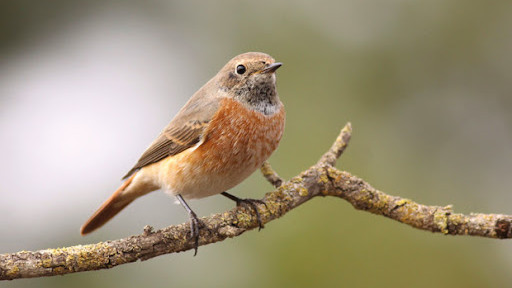 El colirrojo real (Phoenicurus phoenicurus) cuenta con una abundante población en Soria capital y su territorio.
