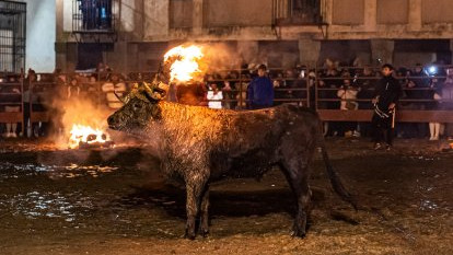 El tradicional Toro Jubilo estaba previsto celebrarse este próximo sábado, 16 de noviembre. 